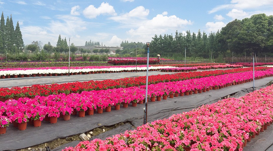 金沙bjs线路检测中心园林绿化维护